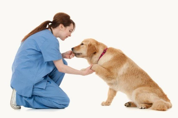 weterynarz klęcząca i sprawdzająca pysk i łapę psa