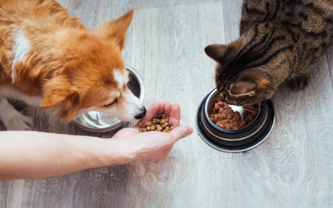 pies i kot jedzący z miski i z ręki