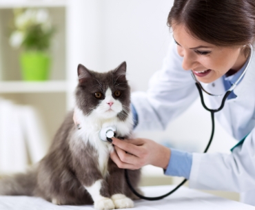 badanie stetoskopem kota