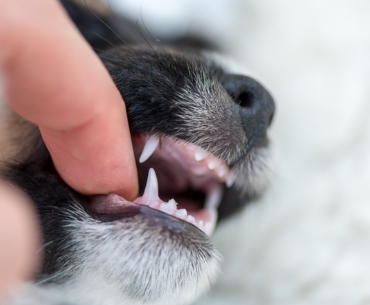 oglądanie zębów psa